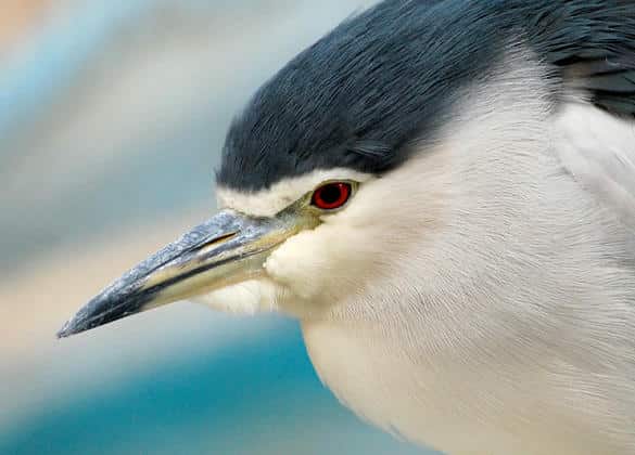 動物図鑑・ゴイサギ